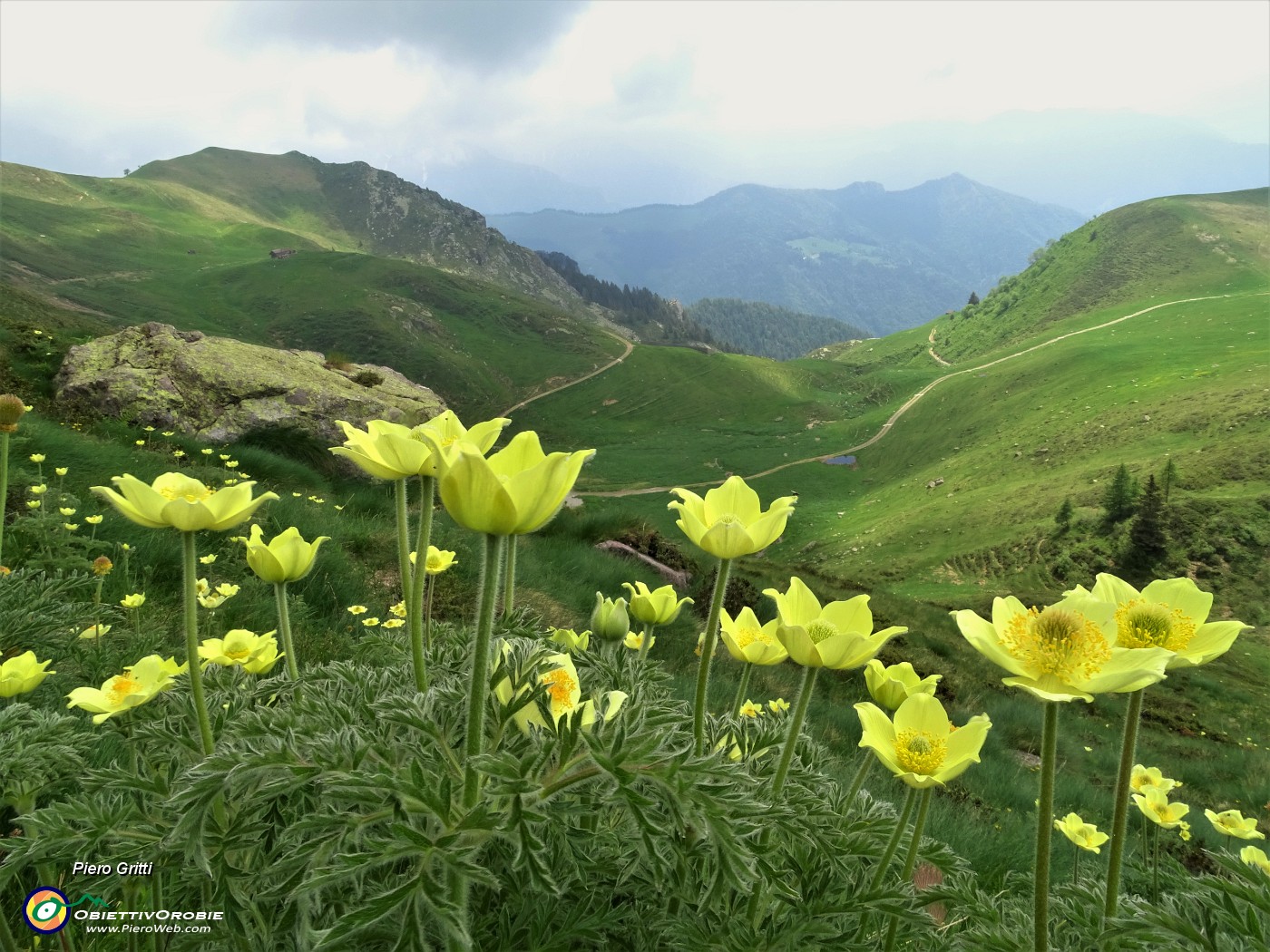 01 Anemoni sulfurei (Pulsatilla alpina sulphurea).JPG